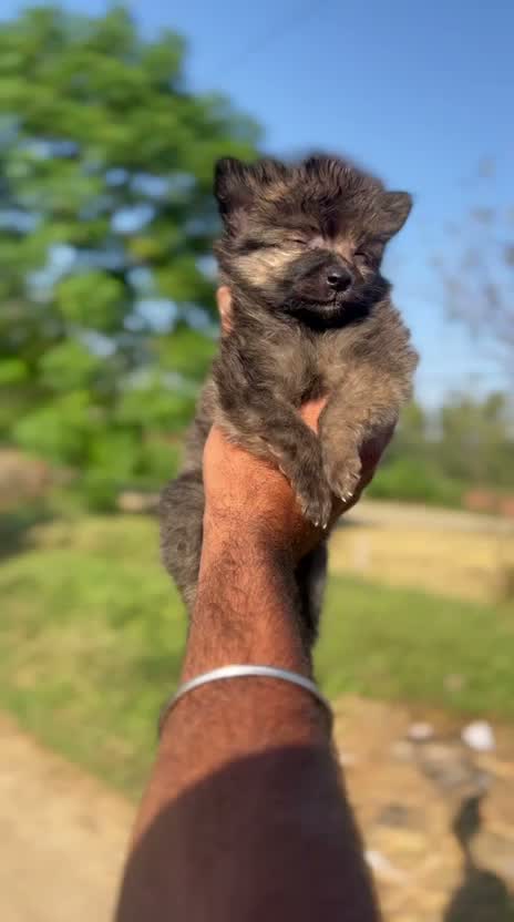 Culture Toy Pom Puppy, farm video