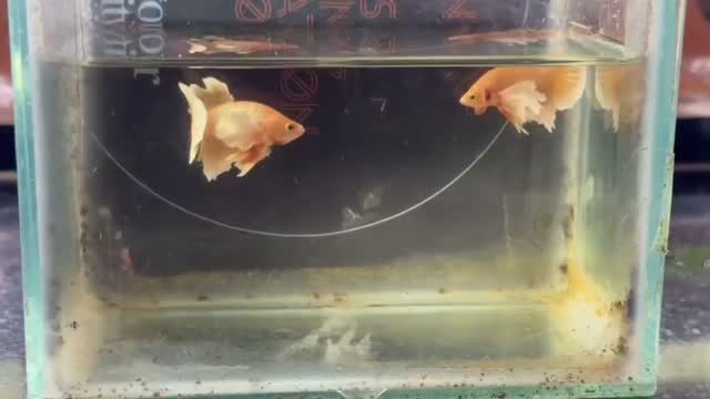 Dumbo Rat, farm video