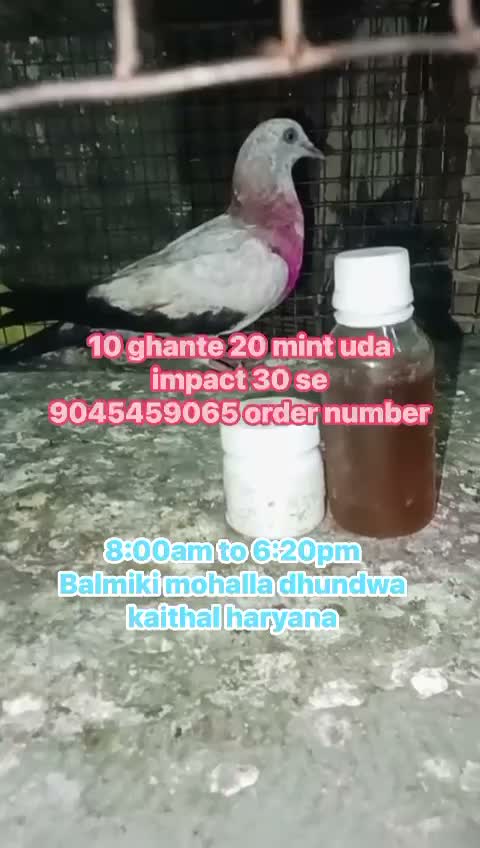 Highflyer Pigeon, farm video