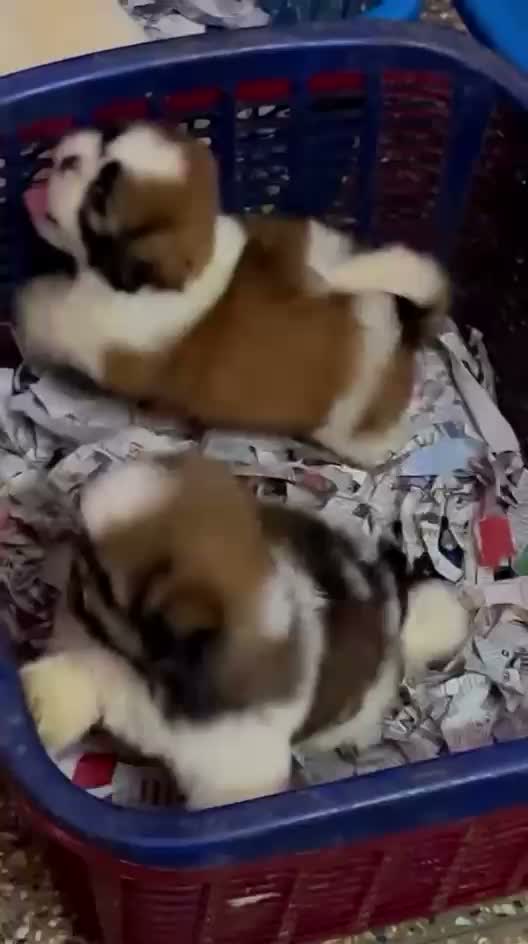 Shih Tzu | Black Color, farm video