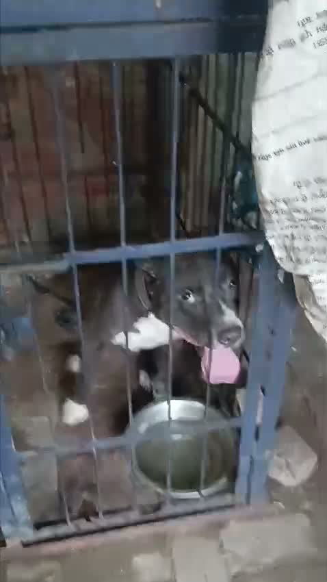 Pitbull Terrier Puppy, farm video