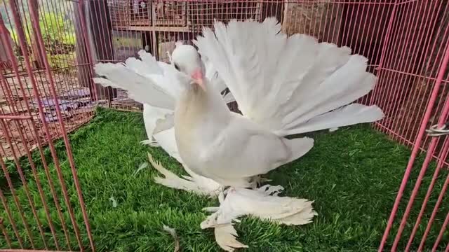 Highflyer Pigeon, farm video