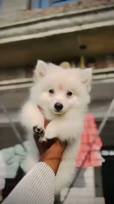 Pomeranian Puppy, farm video