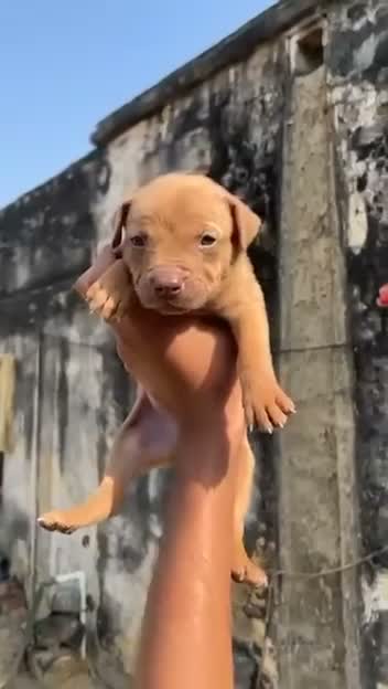 Dachshund Puppy | Brown & Tan, farm video
