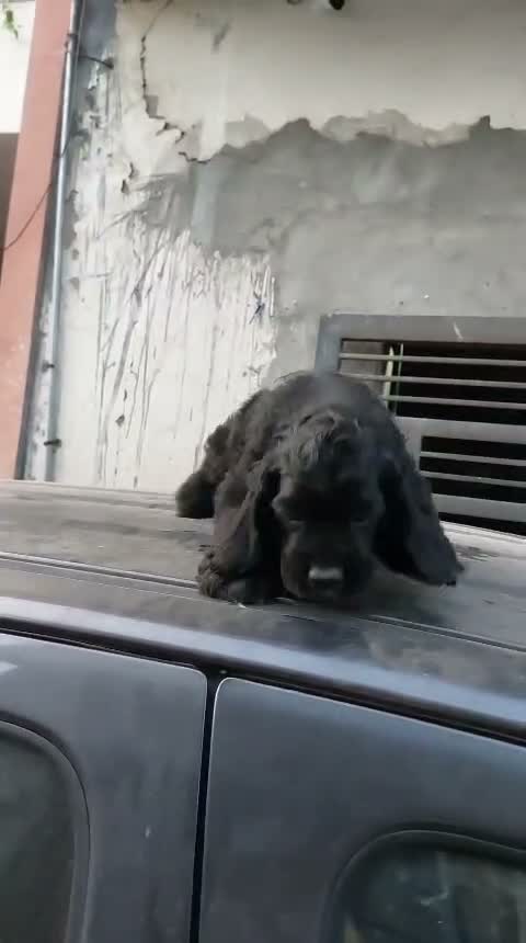 Cocker Spaniel Puppy, farm video