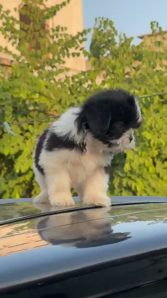 Shih Tzu | Black Color, farm video