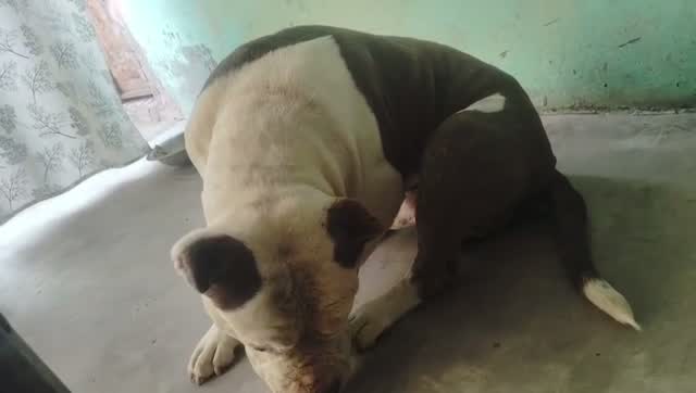 American Bully XXL Size Puppy, farm video