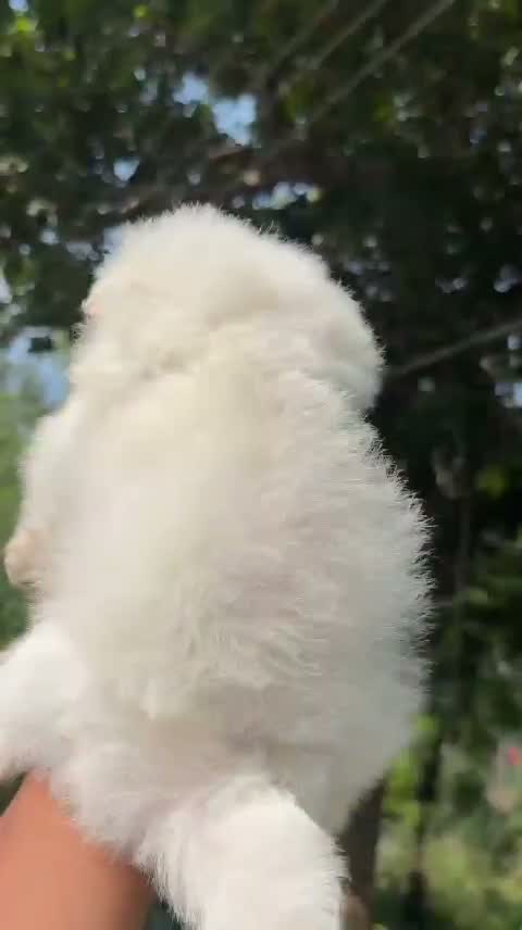 Culture Toy Pom Puppy | Black, farm video