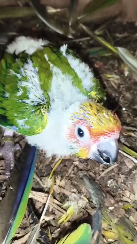 Sun Conure, farm video