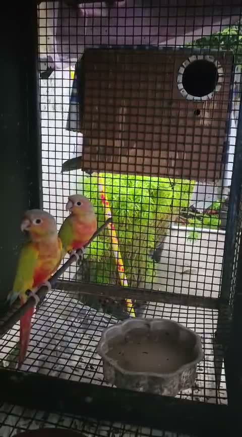 Small Cheek Conure, farm video