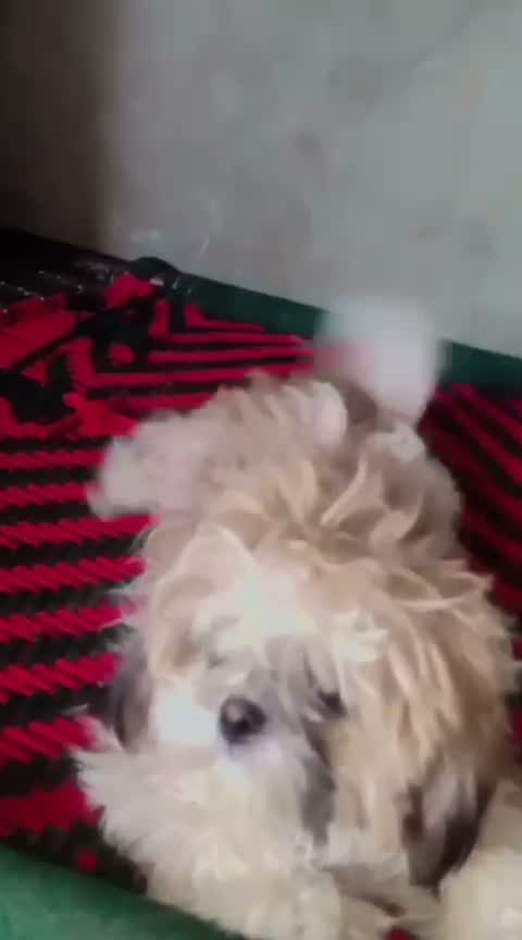 Shih Tzu | Black Color, farm video