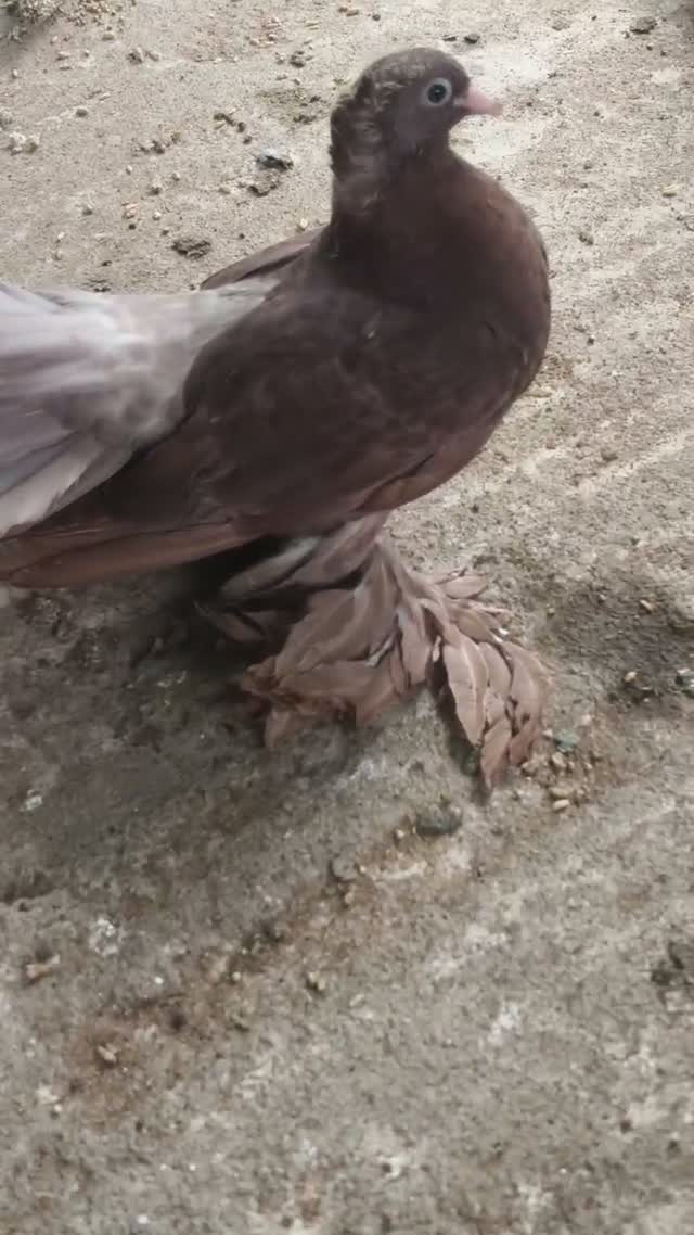 Highflyer Pigeon, farm video