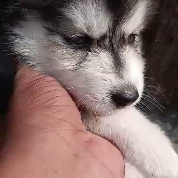 Siberian Husky Puppy | Black & White Color, farm video