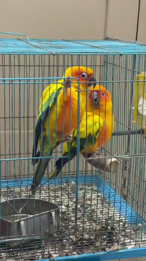 Small Cheek Conure, farm video