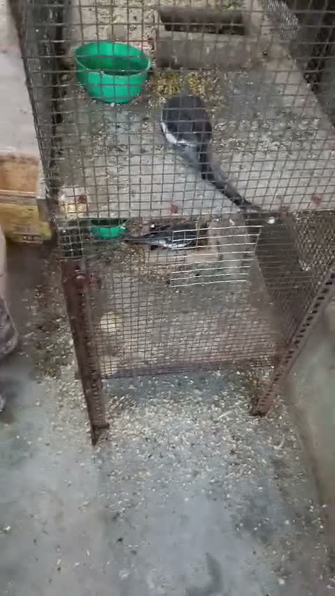 Cockatiel, farm video