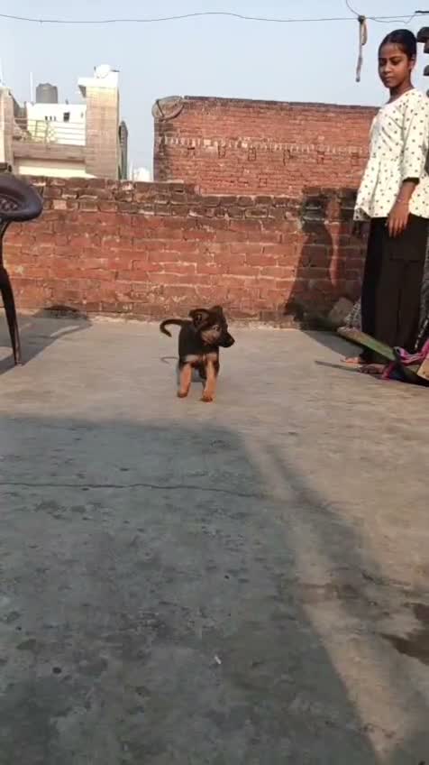 German Shepherd Puppy, farm video