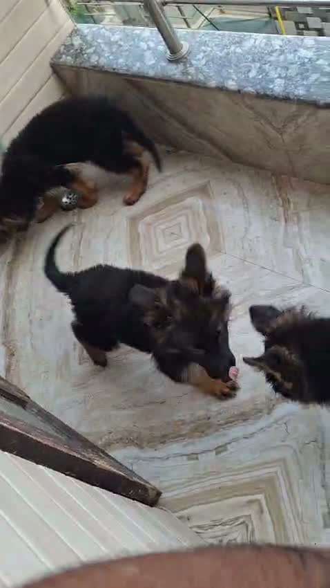 German Shepherd Puppy, farm video