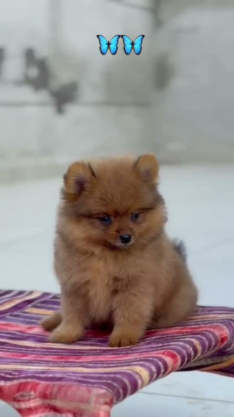 Culture Toy Pom Puppy | White, farm video