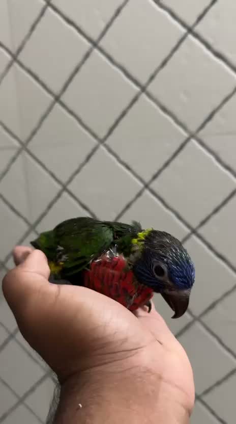 Chattering Lorikeet, farm video