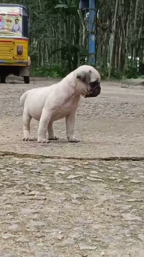 Pug Puppy, farm video