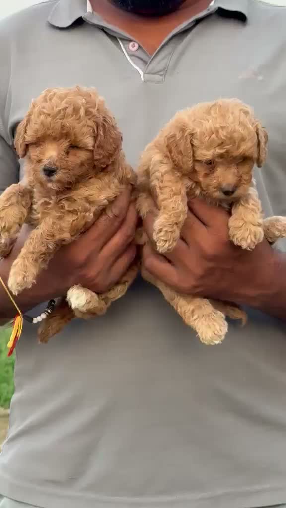 Dachshund Puppy | Brown, farm video