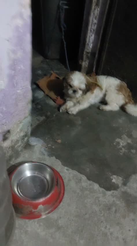 Shih Tzu | Black Color, farm video