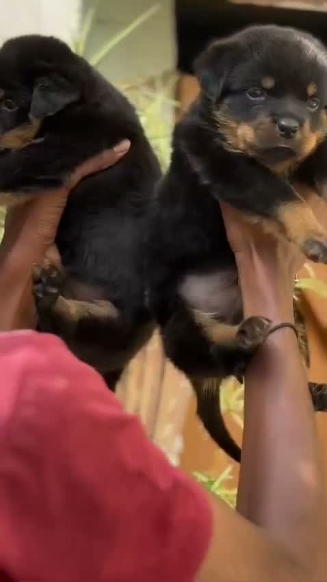 Rottweiler Puppy, farm video