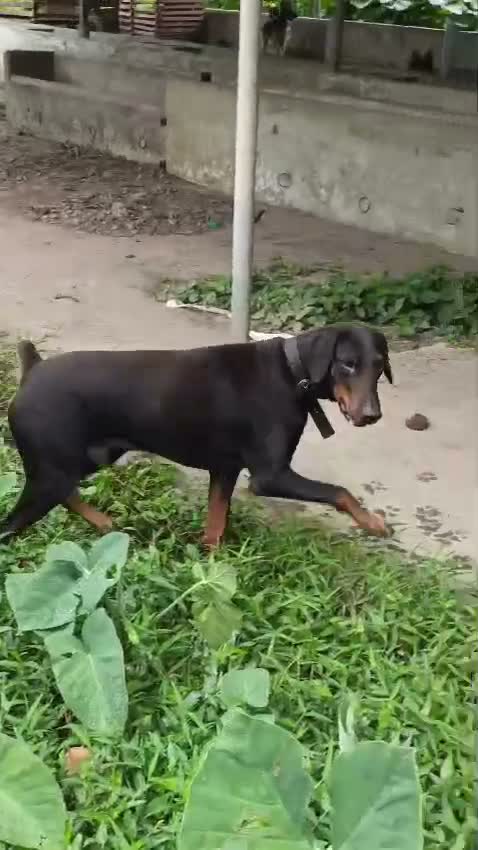 European Doberman Puppy | Black & Tan, farm video