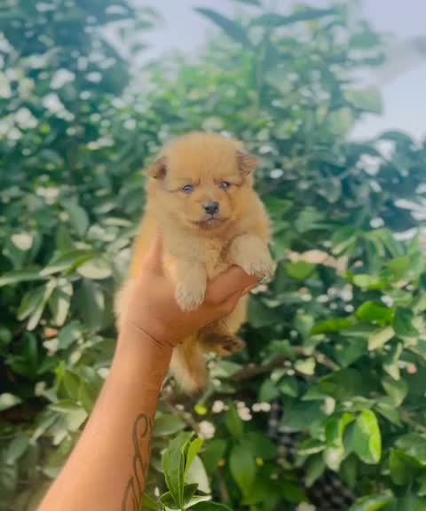 Culture Toy Pom Puppy | White, farm video