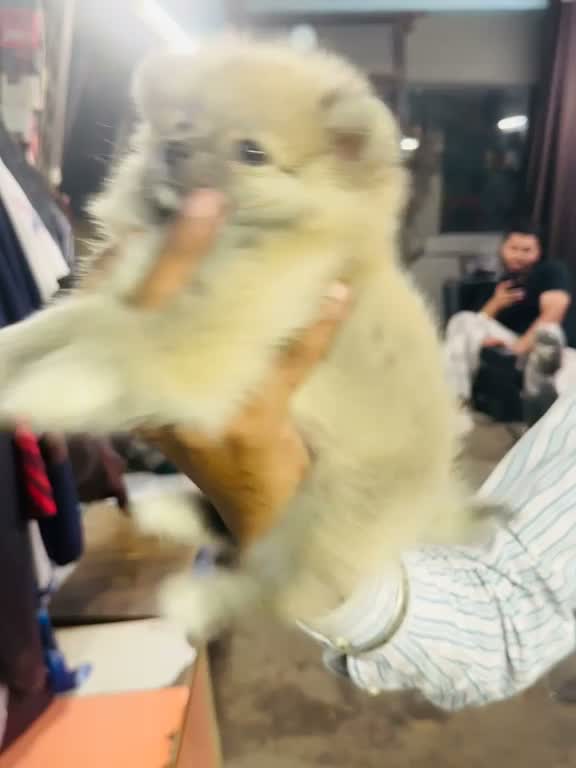 Pomeranian Puppy, farm video