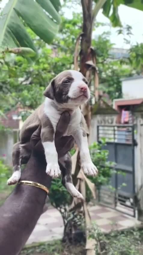 Pitbull Terrier Puppy, farm video