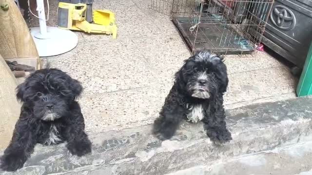 Shih Tzu | Black Color, farm video