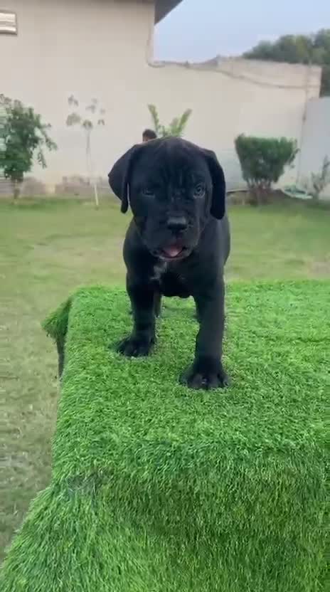 Cane Corso Puppy, farm video