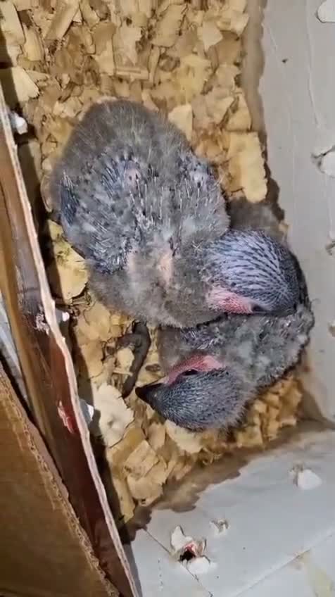 Black Capped Conure, farm video