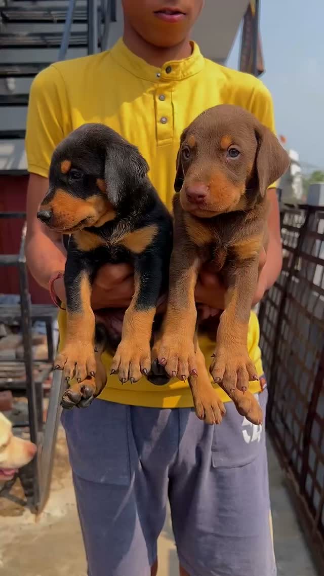 Doberman Pinscher Puppy, farm video