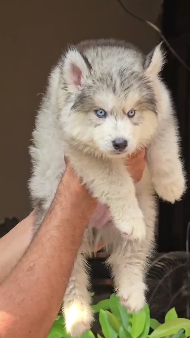 Siberian Husky Puppy | Black & White Color, farm video