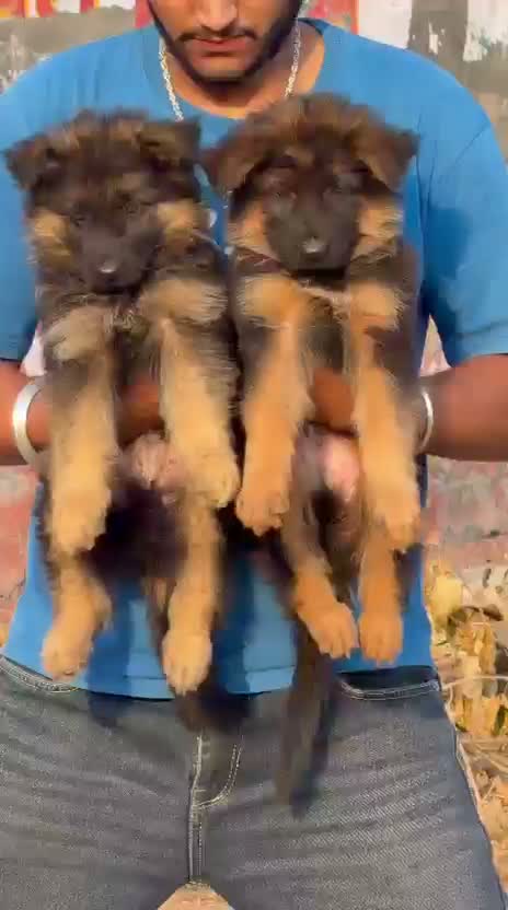 German Shepherd Puppy, farm video