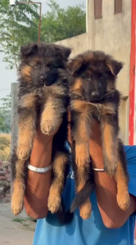 German Shepherd Puppy, farm video