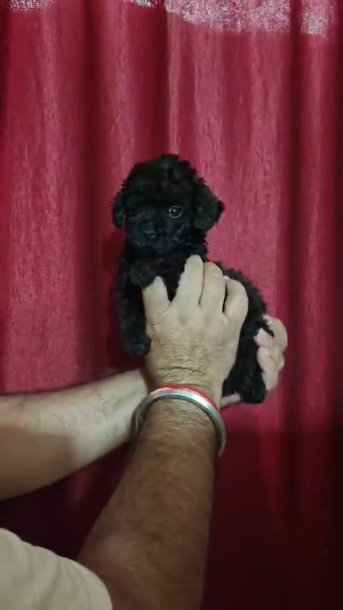 Standard Poodle Puppy, farm video