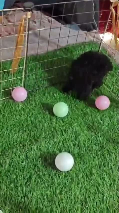 Standard Poodle Puppy, farm video
