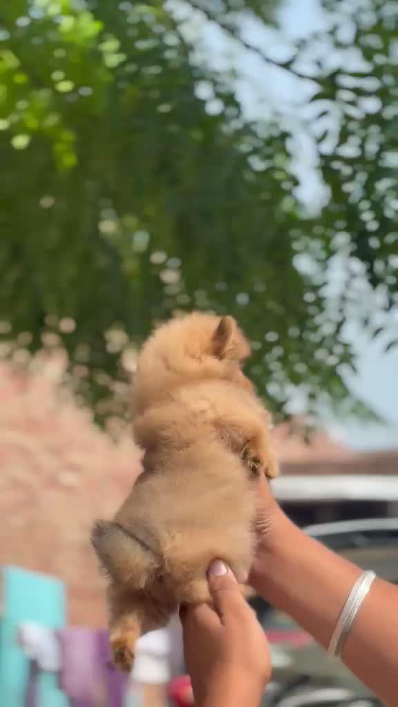 Pomeranian Puppy, farm video