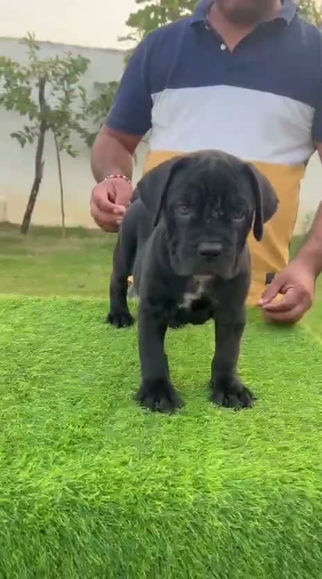 Cane Corso Puppy, farm video