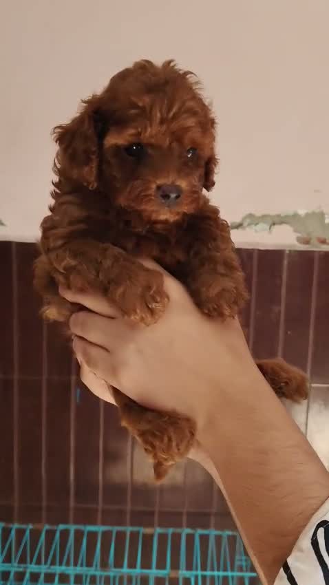 Standard Poodle Puppy, farm video