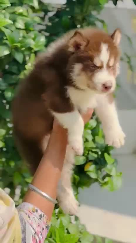 Siberian Husky Puppy | Black & White Color, farm video