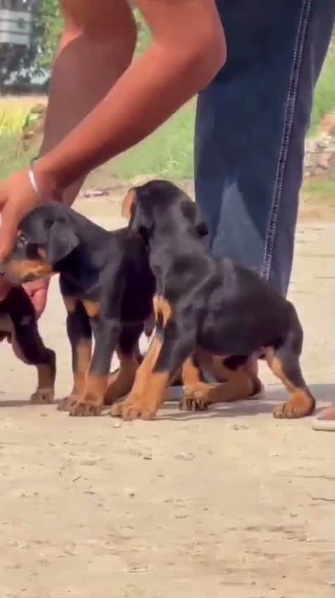 Doberman Pinscher Puppy, farm video