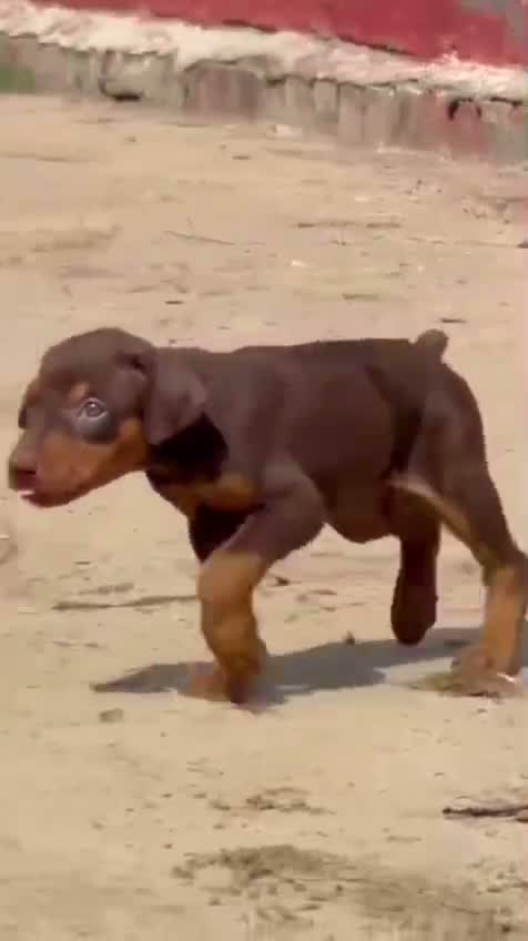 Doberman Pinscher Puppy, farm video