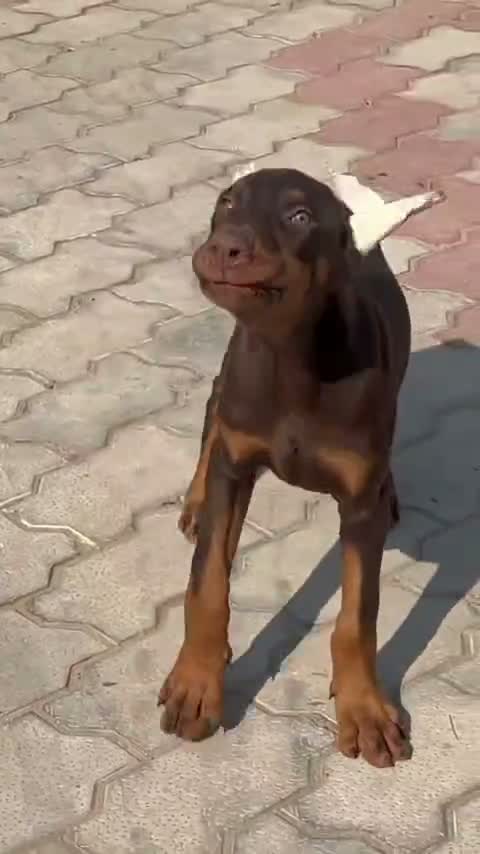 Doberman Pinscher Puppy, farm video