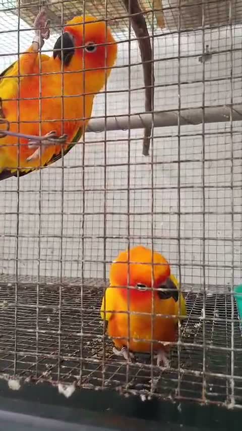 Small Cheek Conure, farm video