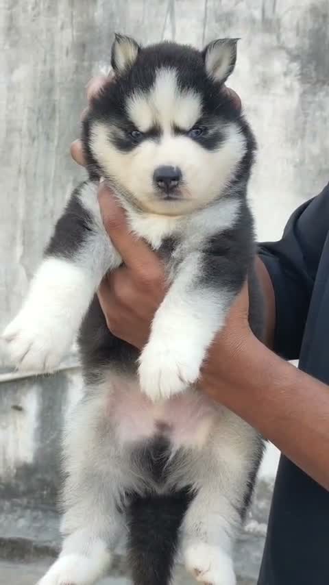 Siberian Husky Puppy | Black & White Color, farm video