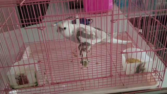 Cockatiel, farm video